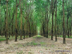 Ngành cao su: Dân lỗ lớn, doanh nghiệp lãi khủng