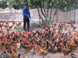 Gà chíp được người dân Yên Thế nuôi trong dịp Tết 2012 
