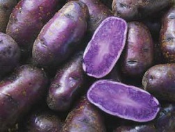 Khoai mỡ được mùa, trúng giá