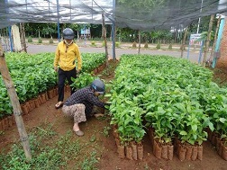 “Cò” bán cây giống náo loạn Tây Nguyên