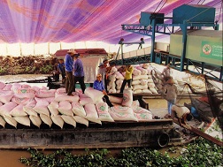 Vận chuyển lúa đến nhà máy xay xát tại đồng bằng sông Cửu Long. 