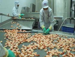 Chi phí cao “ăn mòn” lợi nhuận DN thủy sản