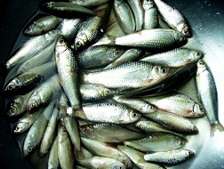 Đầu mùa nước nổi, giá cá linh tăng