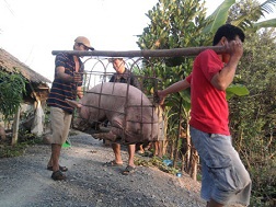 Lợn quá lứa đang được thương lái Trung Quốc thu gom mạnh