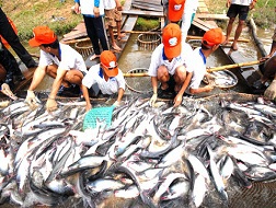 Cá tra nguyên liệu đang thiếu trầm trọng