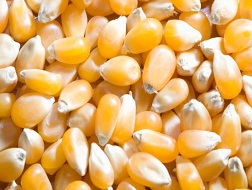 Giá thức ăn chăn nuôi giảm
