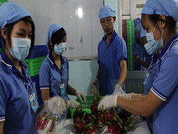 Đóng gói thanh long để xuất khẩu