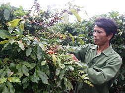 Nông dân ở H.Hướng Hóa đang điêu đứng vì cà phê rớt giá 