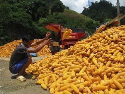 Nông dân Sơn La thu hoạch và sơ chế ngô.