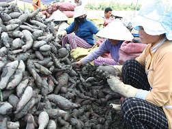 Mỗi tấn khoai lang lẫn một tạ đất, làm xấu hình ảnh nông sản Việt Nam. 