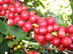 Doanh nghiệp lùng mua cà phê giá thấp để tạm trữ