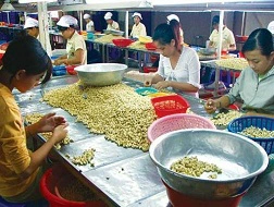 Giá điều xuất khẩu giảm 8,1%