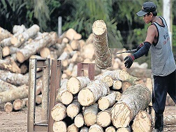 Một công nhân đang chặt bỏ các cây cao su bởi giá thị trường quá thấp trong khi chính phủ lại từ chối nâng mức giá trợ cấp.
