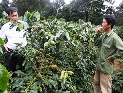 Vườn cà phê của nông dân huyện Hướng Hóa bắt đầu chín tới