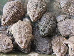 Thành triệu phú nhờ nuôi giống ếch Thái Lan