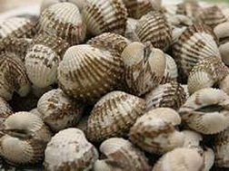Xuất khẩu nhuyễn thể: Chật vật đầu vào, loay hoay đầu ra