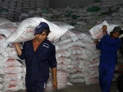 Đảm bảo tối đa 150 đầu mối kinh doanh xuất khẩu gạo