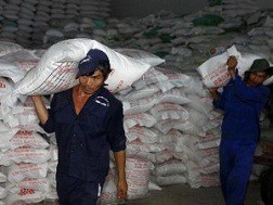 Đảm bảo tối đa 150 đầu mối kinh doanh xuất khẩu gạo