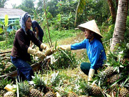 Khó tìm thương hiệu nông sản xuất khẩu