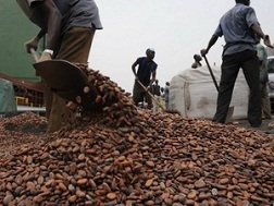 Giá cacao tăng do nhu cầu chocolate tăng cao kỷ lục