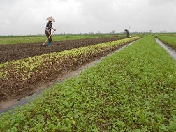 Nghịch lý giá rau tăng