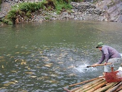 Cá hồi Sa Pa khan hiếm, giá tăng mạnh