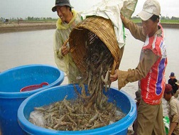 Thủy sản bò qua Trung Quốc: Bài học cho doanh nghiệp nội