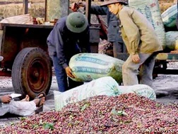 Khẩn cấp xử lý hành vi thu mua ép giá cà phê
