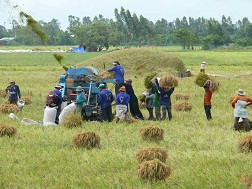 Nhà nông chỉ biết sản xuất lúa nên thương lái tha hồ tung hoành o ép.