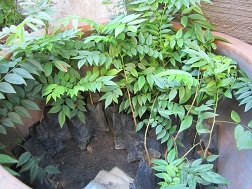 Cây sưa đỏ giống (Ảnh minh họa)