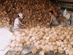 “Sốt” giá dừa khô nguyên liệu