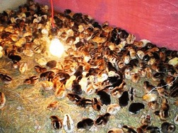 Giá gà giống tăng