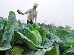 Giá rau củ tăng mạnh nhưng nông dân không phải là đối tượng hưởng lợi.