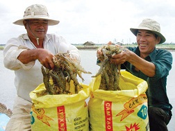Nông dân mừng vì bán được tôm giá cao