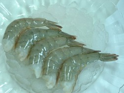 Hoa Kỳ hủy vụ kiện chống trợ giá tôm của Việt Nam