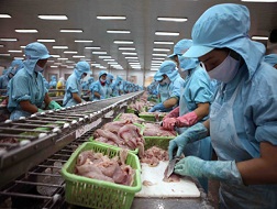 Giá cá tra tăng mạnh