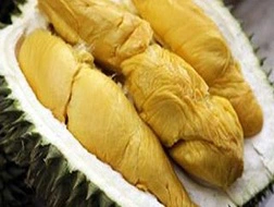 Khánh Hòa: Kiểm soát thuốc thúc sầu riêng chín sớm