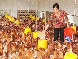 Giá thức ăn cao: Người chăn nuôi lao đao