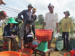 Nông dân đang vui vì tôm bán được giá