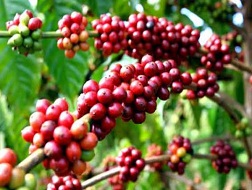 Thị trường cà phê rối loạn do doanh nghiệp bán phá giá
