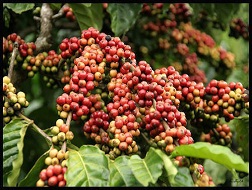 Giá càphê thế giới như arabica, robusta đang trong chu kỳ thấp nhất trong vòng từ ba đến bốn năm trở lại đây, trong khi giá thành sản xuất lại tăng nhanh.