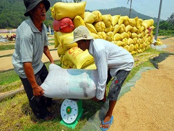 Giá lúa rớt thảm hại