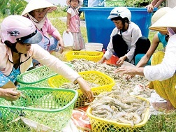 Con tôm... lên đời