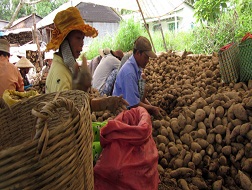 Nông dân huyện Bình Tân, Vĩnh Long trồng khoai lang chủ yếu để bán cho thương nhân nước ngoài. Do không có hợp đồng tiêu thụ nên nhiều lần họ bị ép giá hoặc không mua dẫn đến thua lỗ nặng