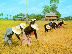 Bất chấp thiệt hại, Thái Lan vẫn theo đuổi chương trình thế chấp lúa gạo