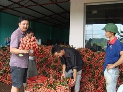 Nông dân vẫn “mắc bẫy” thương lái Trung Quốc
