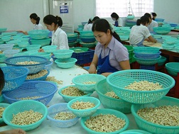 Thiếu nguyên liệu chế biến điều xuất khẩu