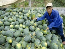 Dưa hấu giảm giá mạnh
