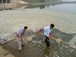 Trung Quốc: Hơn 100 tấn cá chết do nhiễm độc ammonia