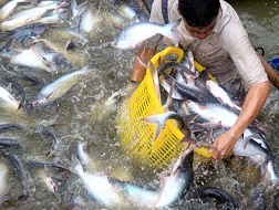 Làm ăn chụp giựt, doanh nghiệp hại nông dân